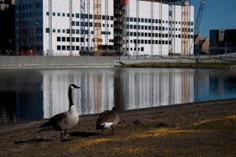 Vannspeilet (the fake lake) with parts of 'the barcode buildings' in the background.