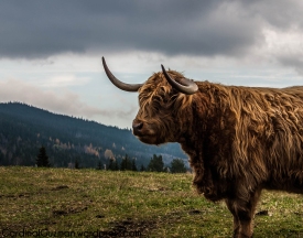 A Highland Cow.