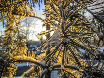 Frozen pine needles captured this morning.