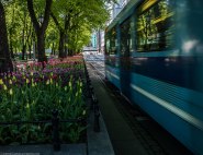 Flowers & tram | take#2
