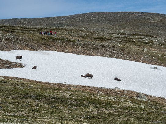 Another group that was on a musk ox safari.