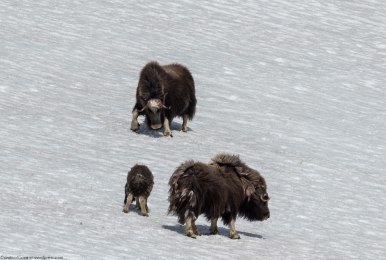 A muskox can reach speeds of up to 60 km/h (37 mph (Come on! Use the Metric system!)).