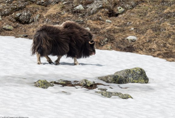 Both male and female muskoxen have long, curved horns.