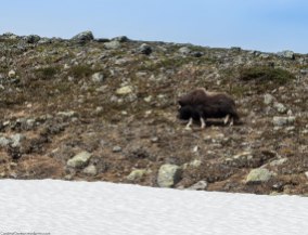 The thick coat and large head suggests a larger animal than the muskox truly is; the bison, to which the muskox is often compared, can weigh up to twice as much.