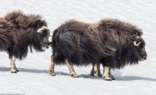 The mating (or "rutting") season of the muskoxen begins in late June or early July. During this time, dominant bulls will fight others out of the herds and establish harems of usually six or seven cows and their offspring.