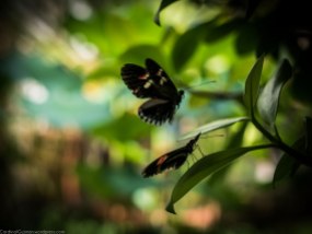 Butterfly porn, botanical Garden, Tøyen.