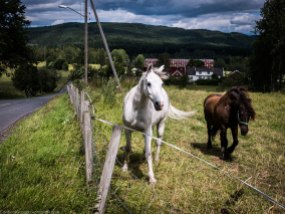 Horses near Maridalsvannet.