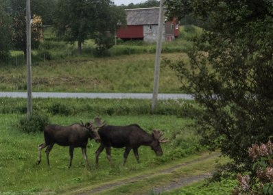 Elg - Moose (North America) or elk (Eurasia). They passed by our window when we were up North (read more about our trip to the North in separate posts).