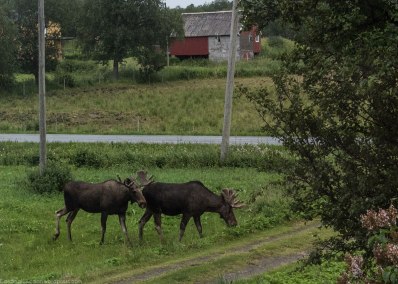 Elg - Moose (North America) or elk (Eurasia). They passed by our window when we were up North (read more about our trip to the North in separate posts).