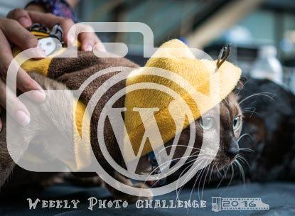 I participate in WordPress' Weekly Photo Challenge 2016
